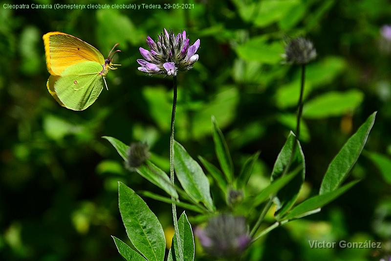 CleopatraCanaria(Gonepteryx cleobule cleobule)Tedera-29052021.jpg - Cleopatra Canaria (Gonepteryx cleobule) y Tedera. 29-05-2021